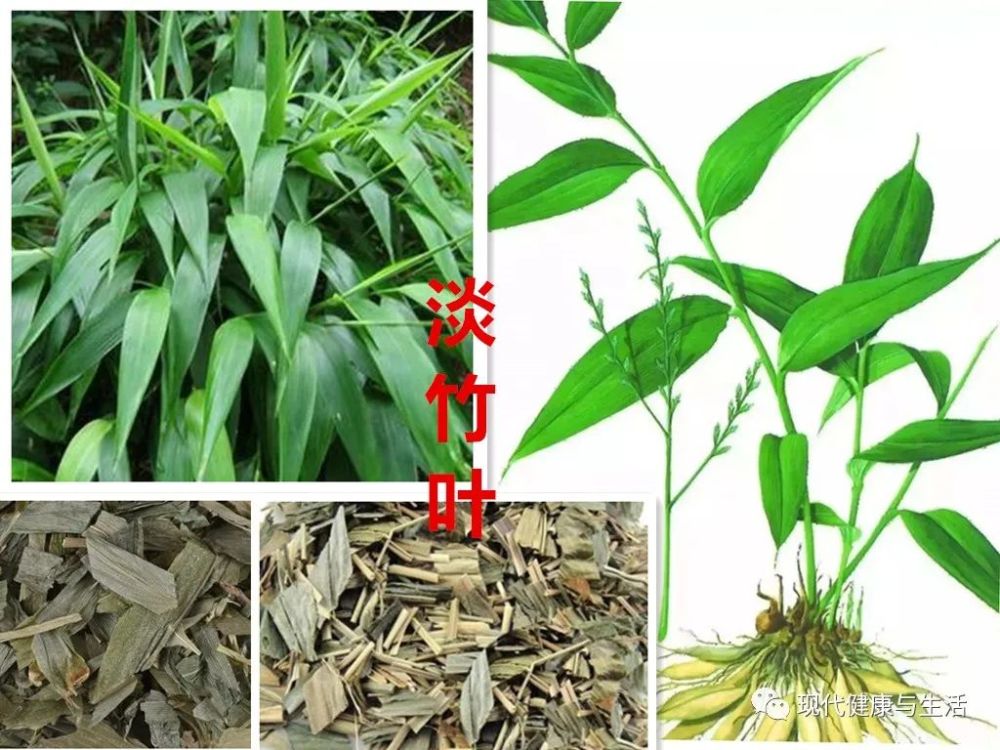 中医中药淡竹叶的功效及应用