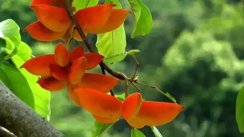 七夕|七夕佳节，“相思果”频婆了解一下？
