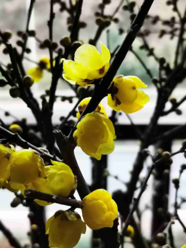 初秋这些花不能修剪 否则一年无花 腾讯新闻