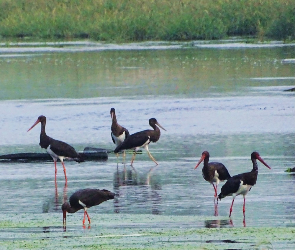 知道鹳雀楼的大鸟去哪了吗欲穷千里寻鹳雀更往洋河听鸟声