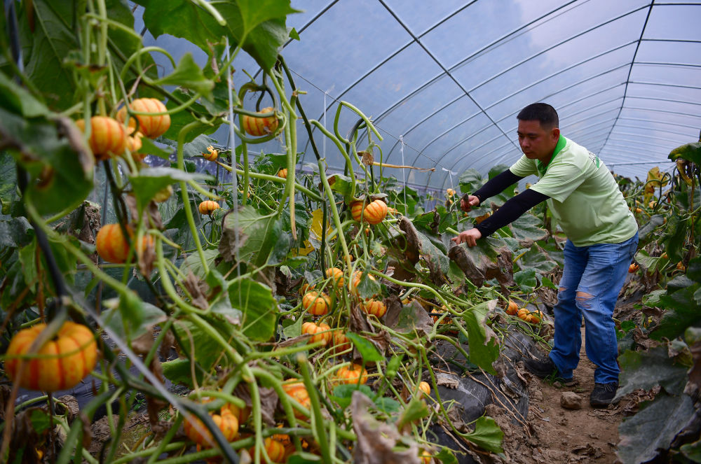 镇紫云南郡社区居民在社区附近的农业园区大棚内管护南瓜(7月24日摄)