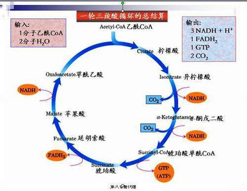因为对三羧酸循环的发现,克雷布斯与发现了辅酶a的利普曼共同获得1953