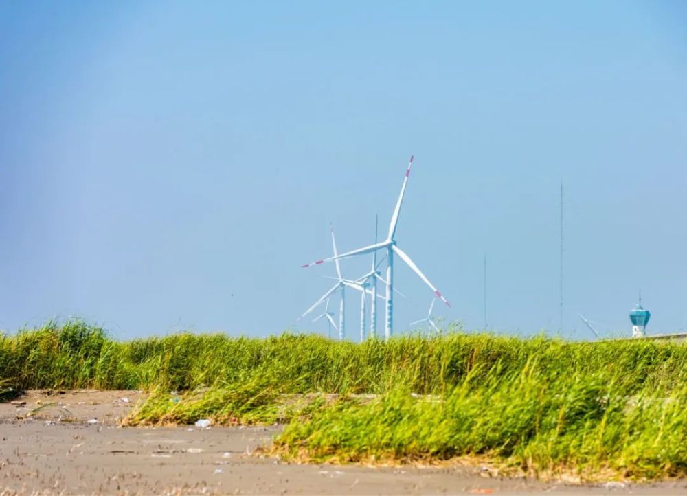 风车湾的照片是去年11月拍的,周围是芦苇荡,秋天正
