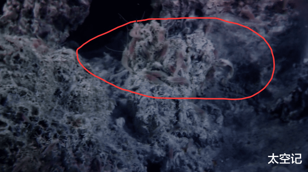 海底火山|人类发现一种“煮不熟”的虾，生活在海底火山口，水温超过450度！