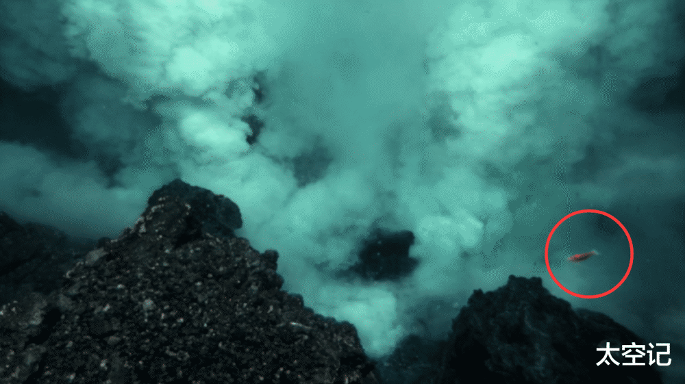 海底火山|人类发现一种“煮不熟”的虾，生活在海底火山口，水温超过450度！