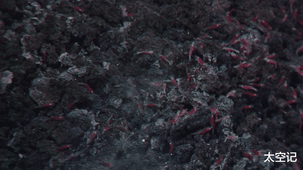 海底火山|人类发现一种“煮不熟”的虾，生活在海底火山口，水温超过450度！