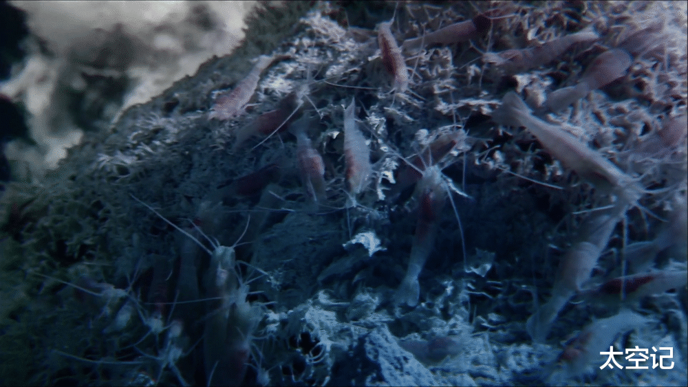 海底火山|人类发现一种“煮不熟”的虾，生活在海底火山口，水温超过450度！