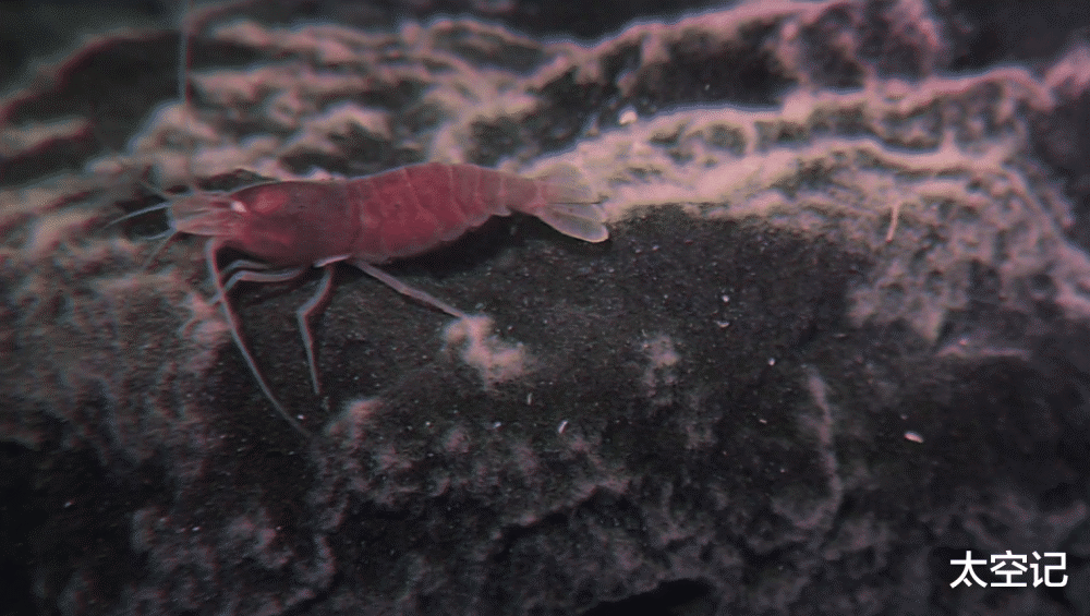 海底火山|人类发现一种“煮不熟”的虾，生活在海底火山口，水温超过450度！