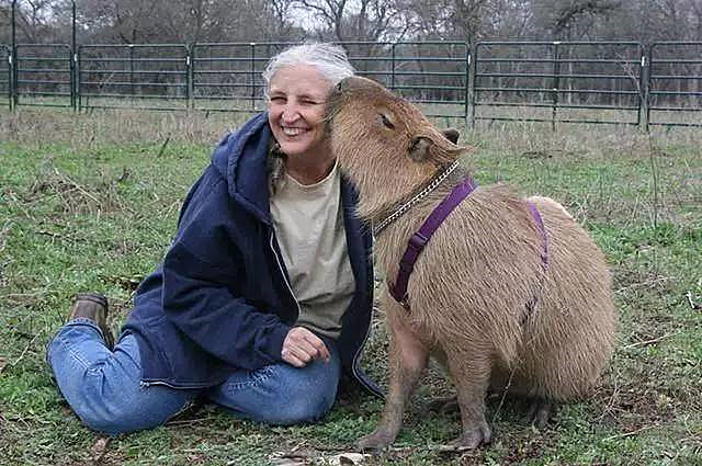 老人带宠物遛弯却被不少人错认成巨型老鼠这体型认真的吗