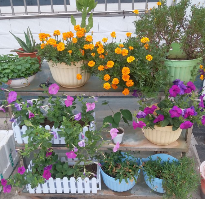 这3种花 现在抓紧施肥 九月以后就是爆花季 腾讯新闻