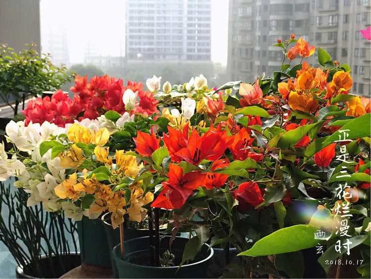 这3种花 现在抓紧施肥 九月以后就是爆花季 腾讯新闻