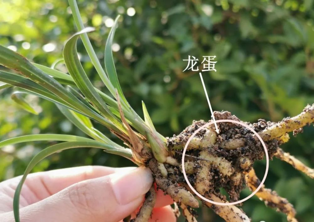 兰花小龙根种植170天发了3倍苗诀窍就是两不两多