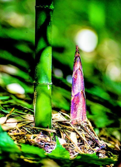 贵州发展竹产业走上生态富民路