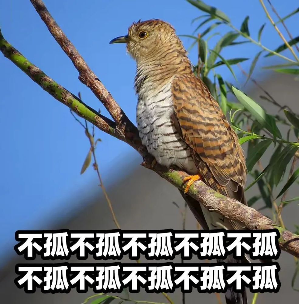 收到七夕蛤蟆的网友 自然不甘示弱 请出了谐音"不孤"的布谷鸟表情