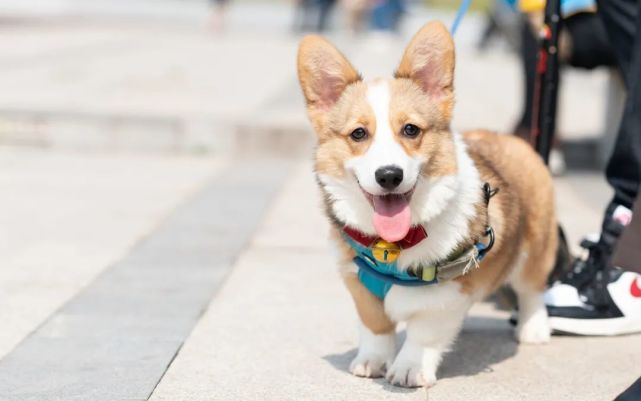 我的天 属狗人 别傻等了 您8月份的 大囍 已到 就在8月29号 将有 四囍 临门 不接不吉 生肖狗