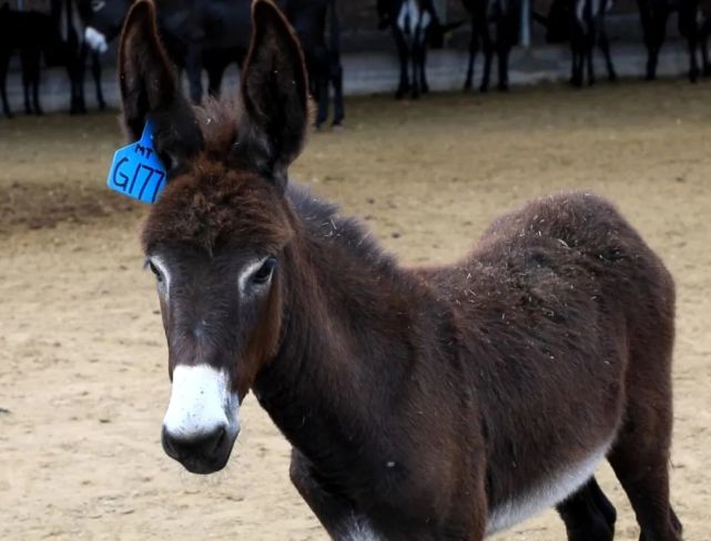 东阿黑驴养殖 东阿黑毛驴养殖基地