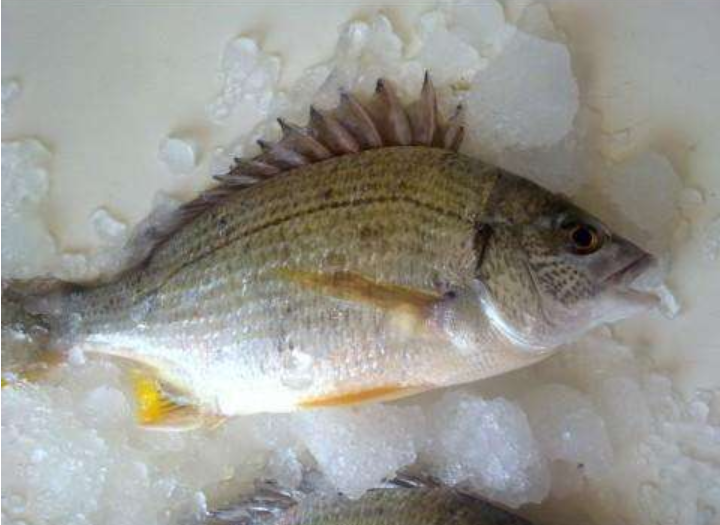 买鱼就选择这5种鱼刺很少味道还特别鲜美是烹饪的好食材