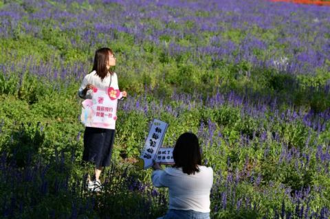 四海镇|“香”约七夕 打卡浪漫花海