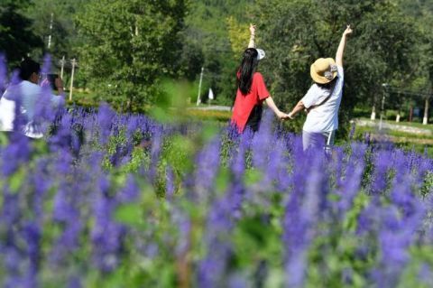 四海镇|“香”约七夕 打卡浪漫花海