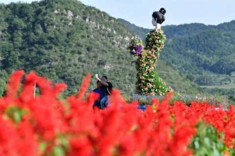 四海镇|“香”约七夕 打卡浪漫花海