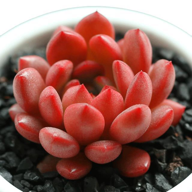 红宝石别名:红石莲花,为景天属和拟石莲花属杂交的多肉植物.