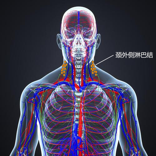 疼与不疼差别很大,关于淋巴结的真相你知道这些吗?_腾讯新闻