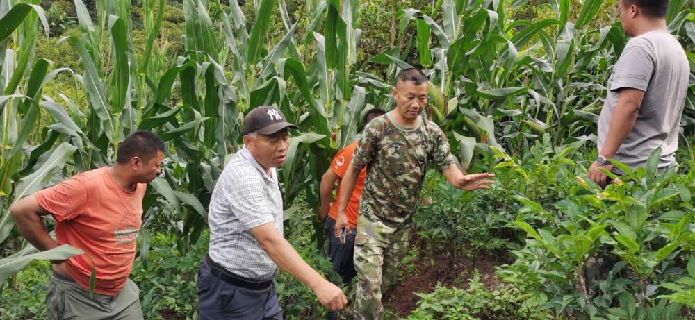 吴仕平 明年种魔芋今年要订种 腾讯新闻