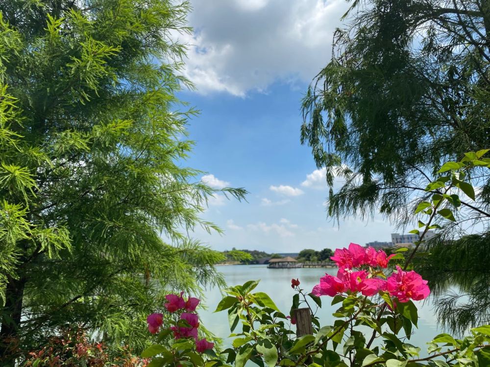 穿过海仔湖公园主入口的拱门进来,便是风铃谷入口,花期为3—4月的红花