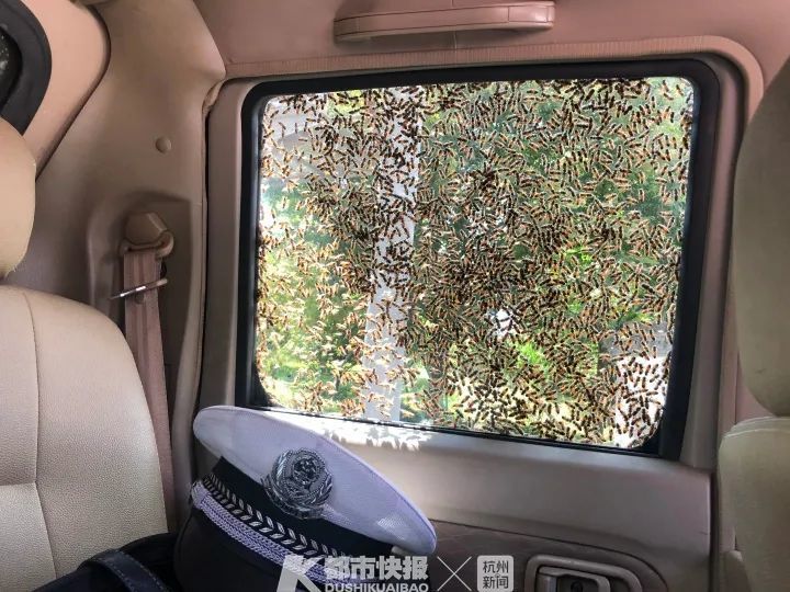 覆盖了整块左后座玻璃,密密麻麻的蜜蜂聚集在警车左侧,警车已经被上万