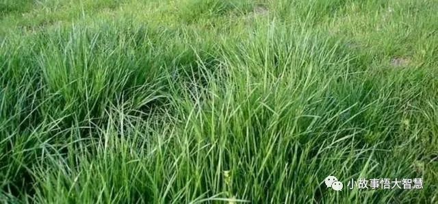 打开腾讯新闻,查看更多图片 >在非洲草原上有一种"尖毛草",有"草地之