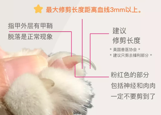 第一次给猫咪剪指甲可以咨询宠物医生,教您如何正确的给猫咪剪指甲.