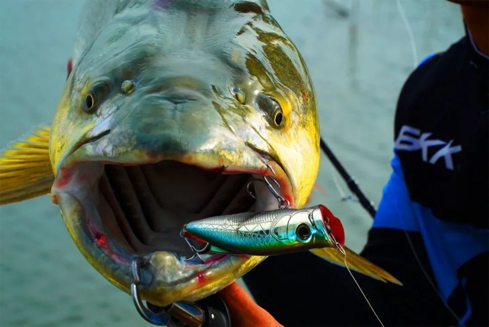 鳡鱼,号称水老虎, 中国淡水路亚的终级目标鱼!