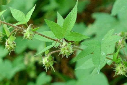 人称割人藤满身是刺被农民视为恶草价值却不小晒干10元1斤