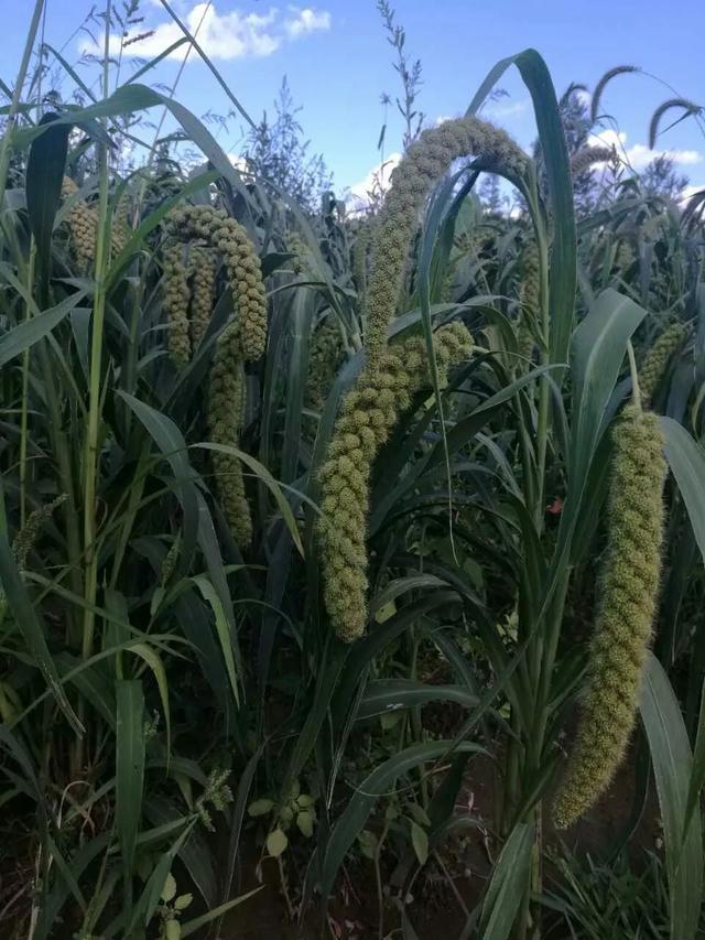 好粥到-大山黑土地黄小米_腾讯新闻