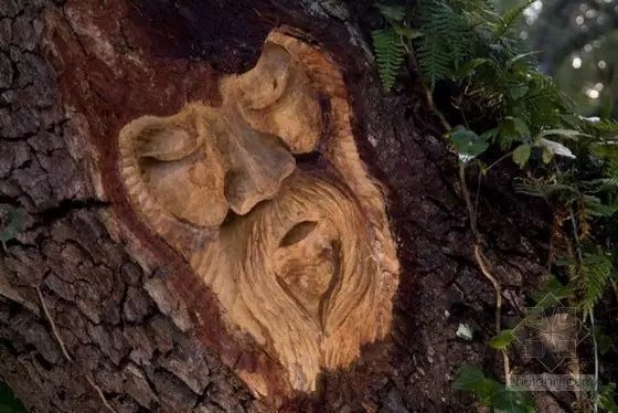 石雕|神奇的树雕艺术，大开眼界！