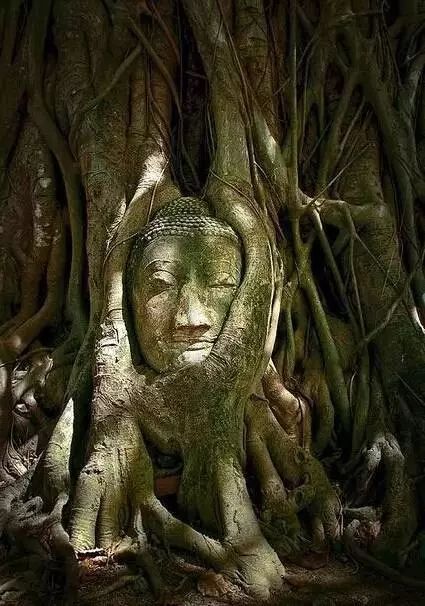 石雕|神奇的树雕艺术，大开眼界！