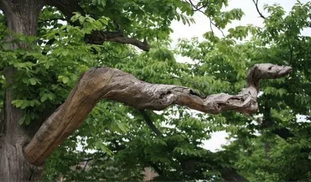 石雕|神奇的树雕艺术，大开眼界！