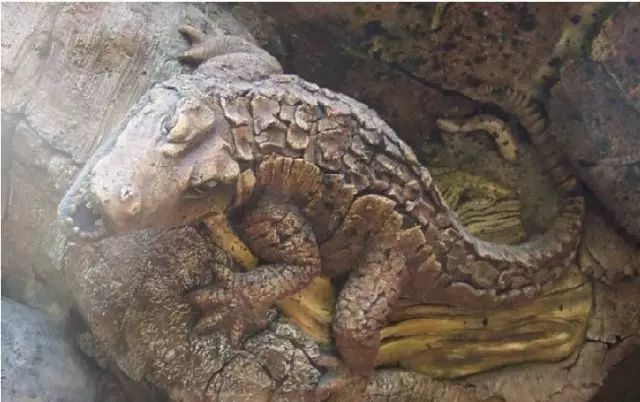 石雕|神奇的树雕艺术，大开眼界！