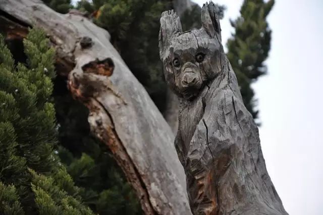 石雕|神奇的树雕艺术，大开眼界！