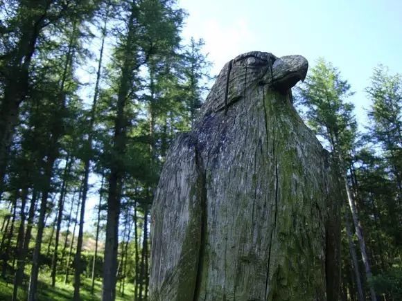 石雕|神奇的树雕艺术，大开眼界！