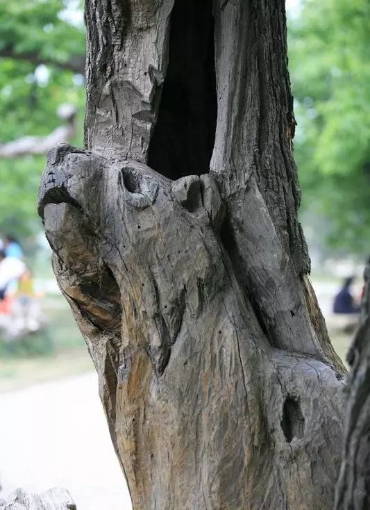 石雕|神奇的树雕艺术，大开眼界！