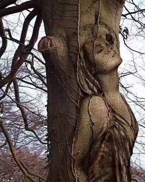 石雕|神奇的树雕艺术，大开眼界！