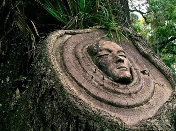 石雕|神奇的树雕艺术，大开眼界！