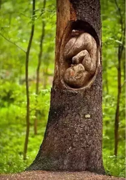 石雕|神奇的树雕艺术，大开眼界！