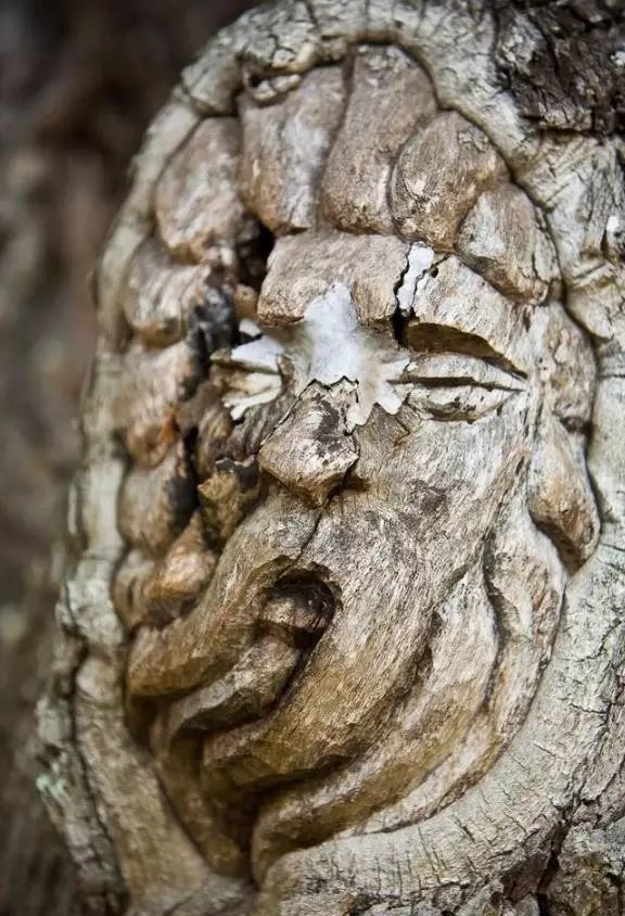 石雕|神奇的树雕艺术，大开眼界！