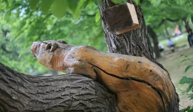 石雕|神奇的树雕艺术，大开眼界！