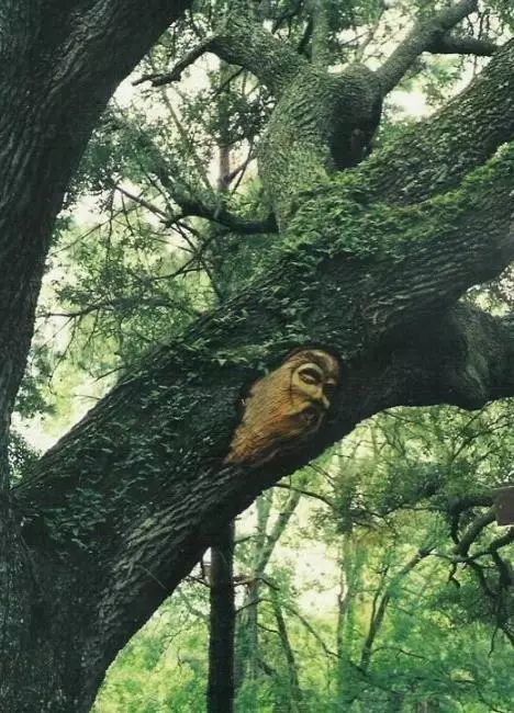石雕|神奇的树雕艺术，大开眼界！
