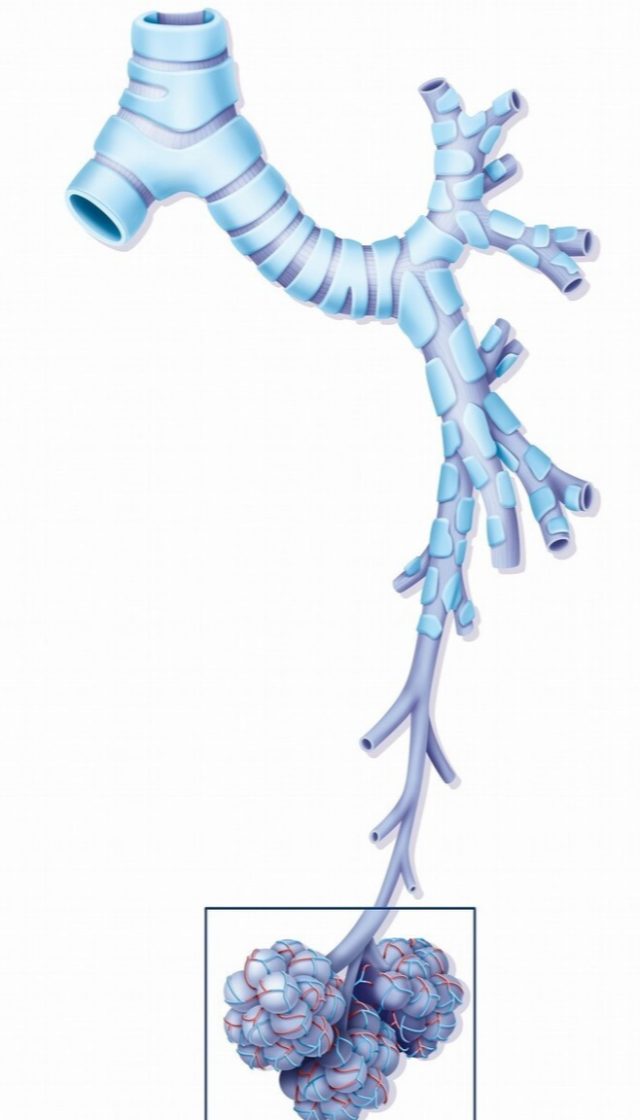 小细胞肺癌是怎么发生的为何只有5能早期手术