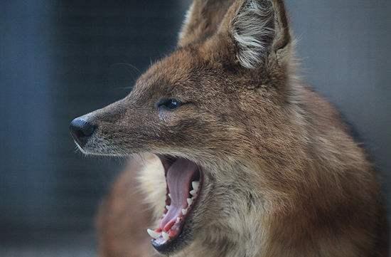 小时候常听的神秘豺狗到底是什么动物你被大人用豺狗吓唬过吗