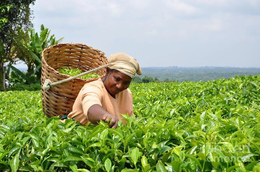 火山灰与肯尼亚红茶?